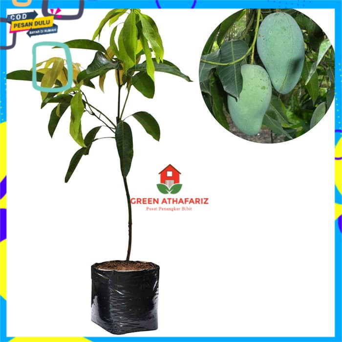 Bibit Mangga Gadung