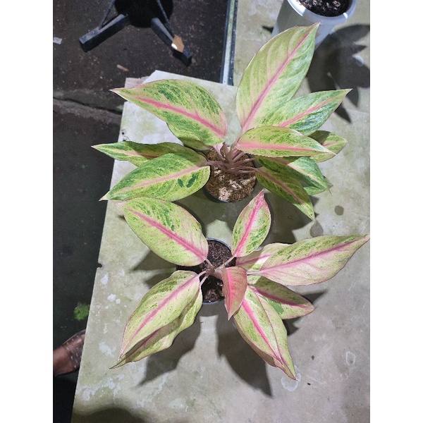 Aglaonema Red Panama