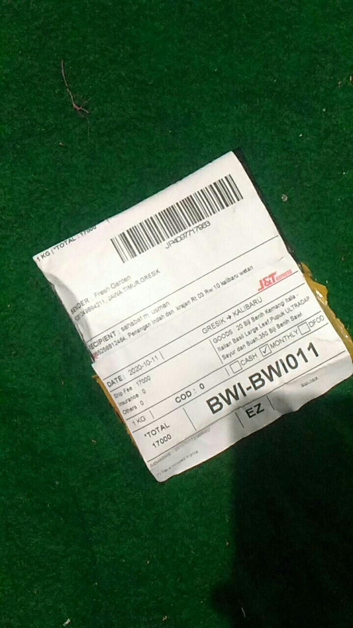 350 Biji Benih Sawi Tosakan Terbaik