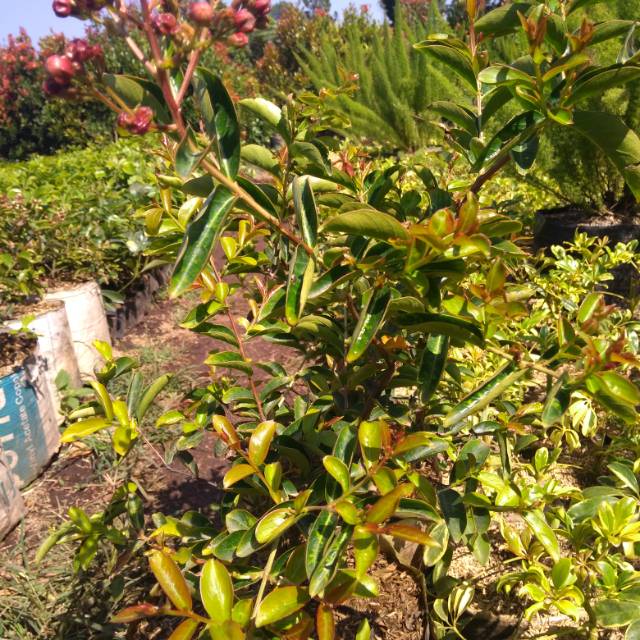 Bibit bunga sakura