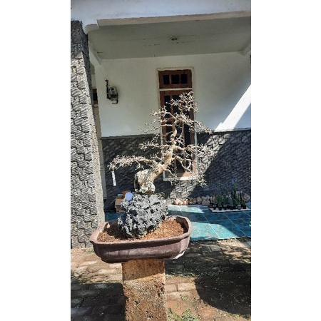 bonsai streblus asper / serut tinggi 90cm on the rock