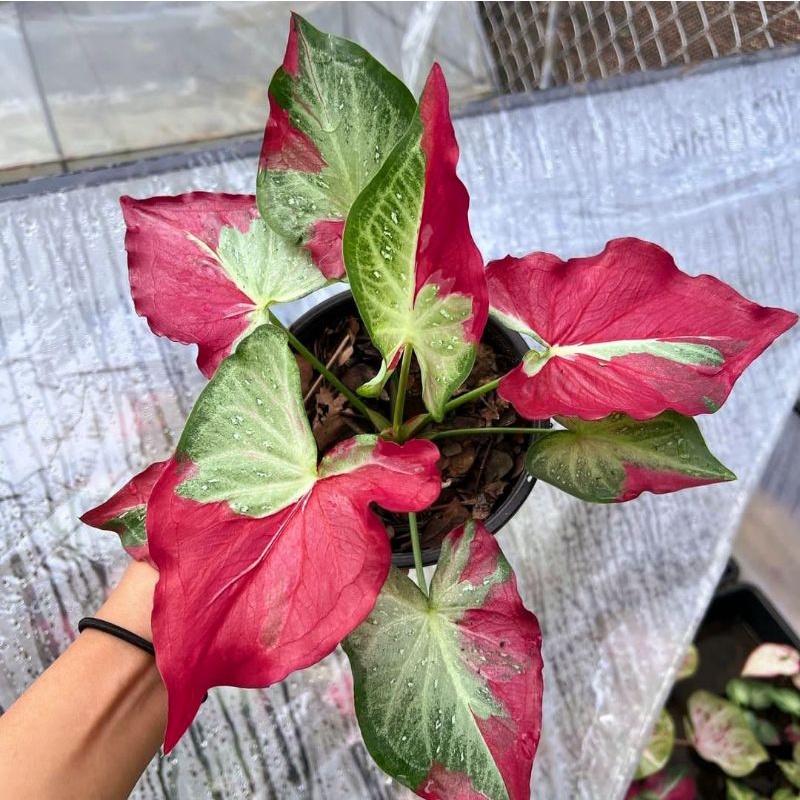 Keladi Shycool / Bunga Keladi Shycool / Tanaman Hias Keladi Cat Kutah / Keladi Cat Tumpah / Keladi H