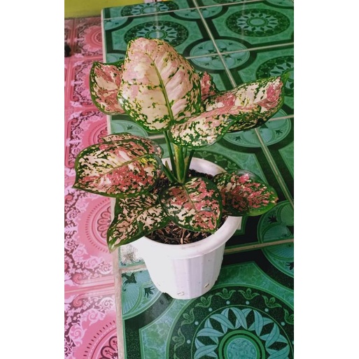 aglaonema tricolor