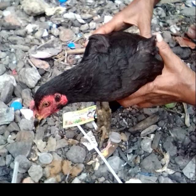 

Ayam Kampung Betina usia 1 tahun