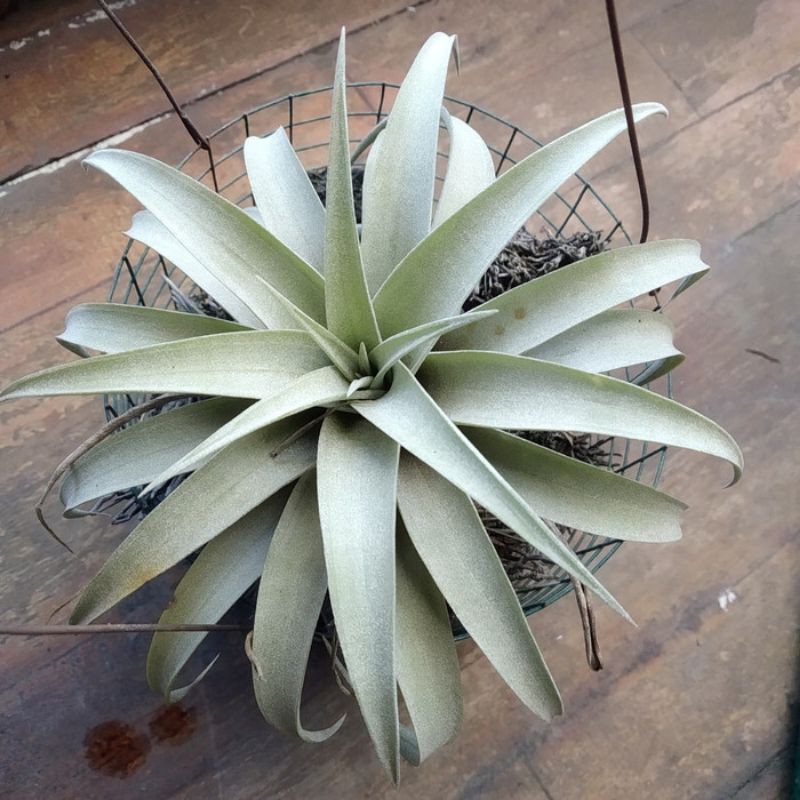 Tanaman Hias Tilandsia Capitata Good Quality Airplant Tanaman Hias Indoor Unik Plant