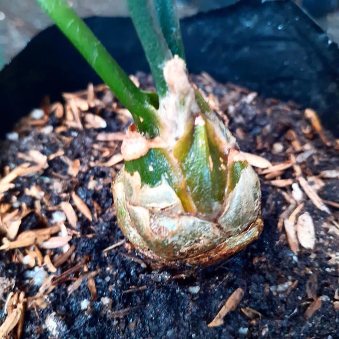 TERMURAH Encephalartos Ferox 2,5 cm Bonggol