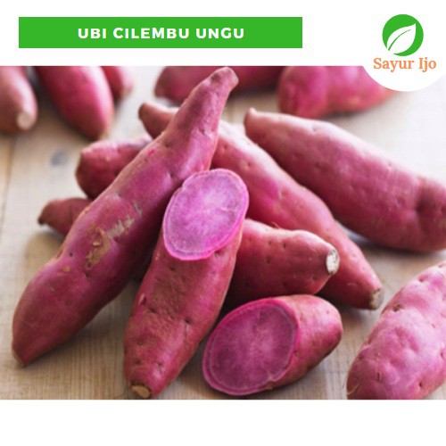 

Ubi Cilembu Ungu 480 - 500 Gram Fresh Sweet Potato Sayur Hijau Buah Segar