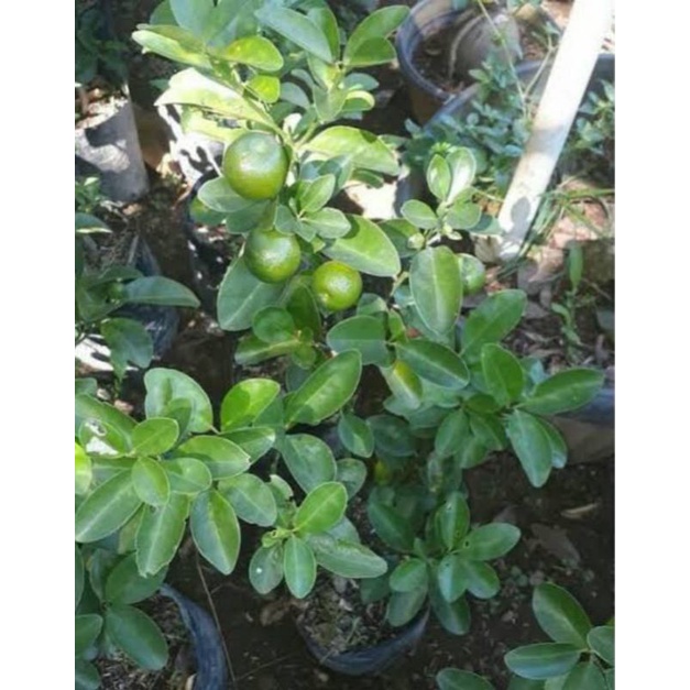 jeruk nagami berbuah