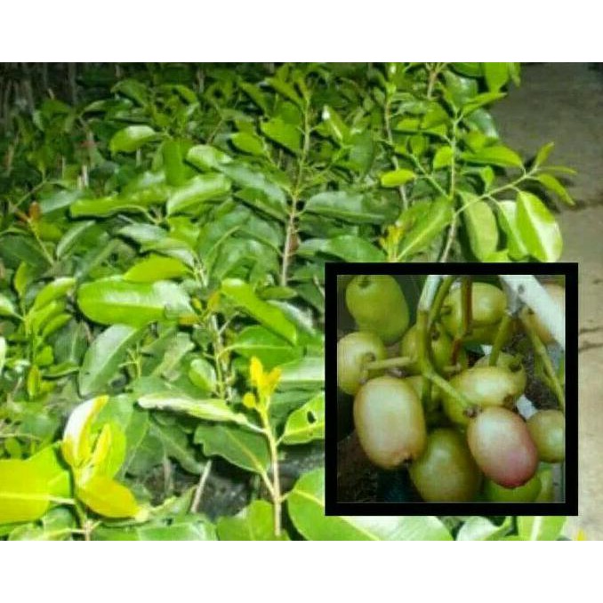 Bibit Tanaman Buah Jamblang Atau Juwet Putih $Diskon$