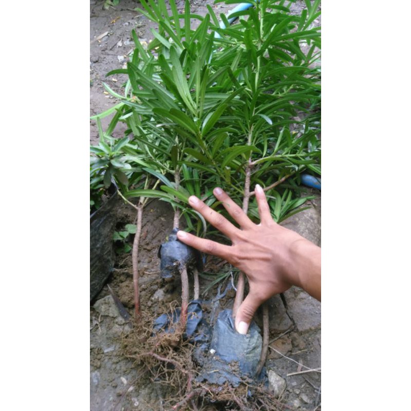 bibit lohansung lidah burung