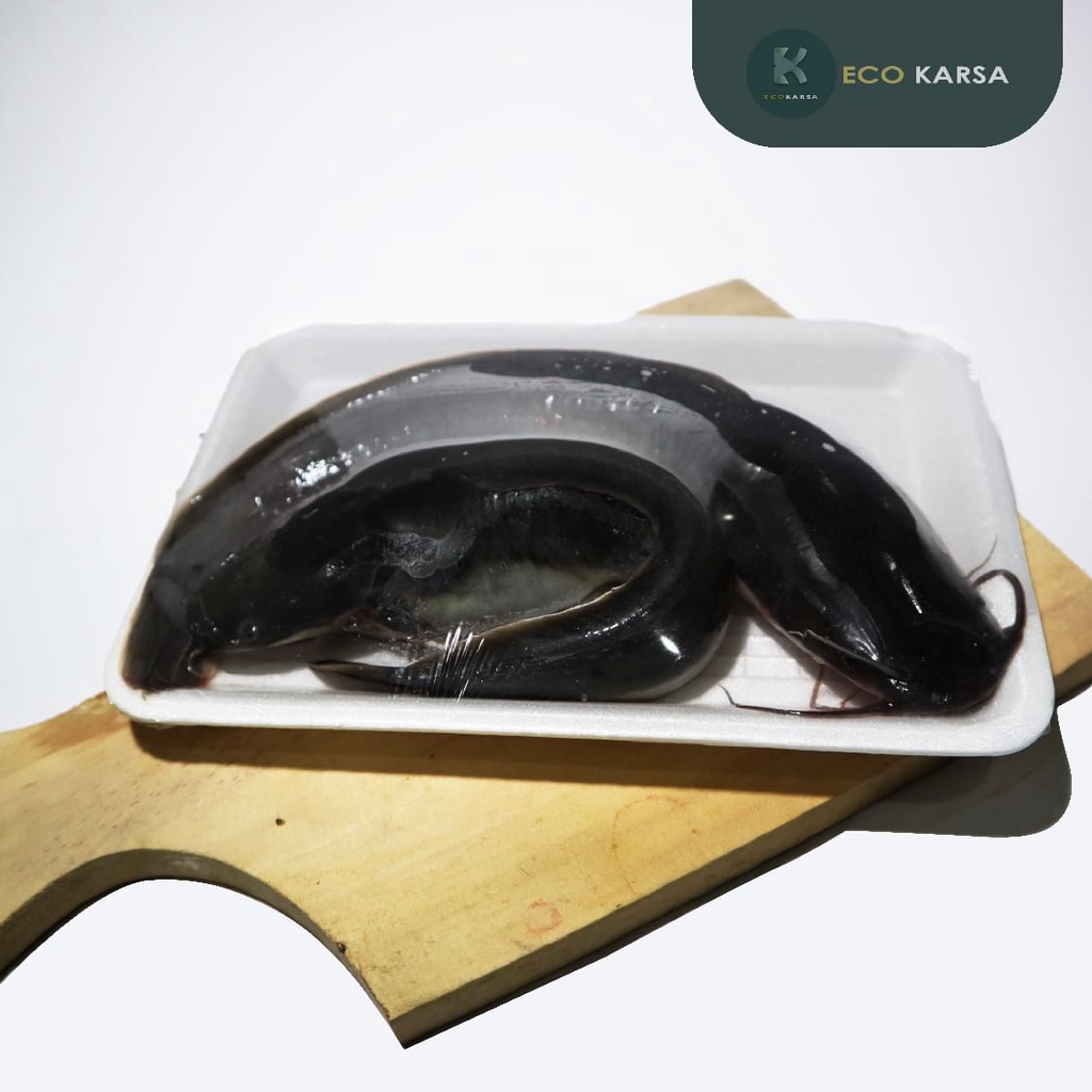 

IKAN LELE