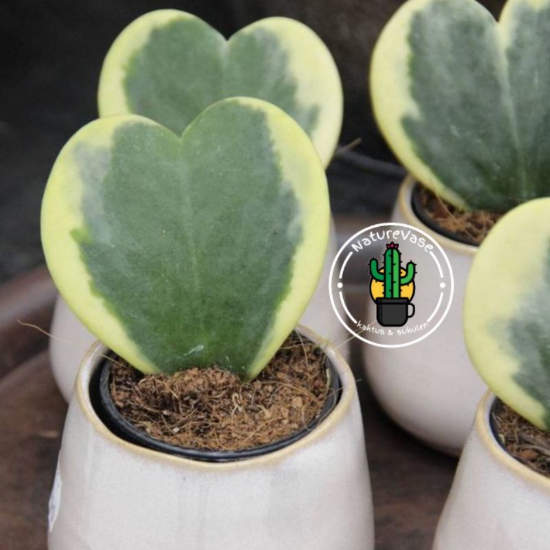KAKTUS SKULEN love hoya variegata