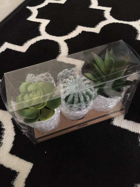 Suculent Set 3 Pcs