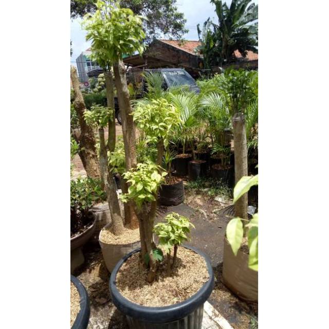 Tanaman Hias Pohon Bonsai Anting Putri Murah Shopee Indonesia