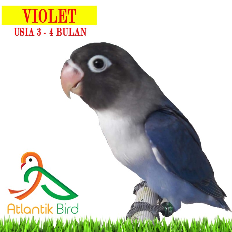 Burung Lovebird Violet 2 5 3bln Update Stock By Wa Only Grab