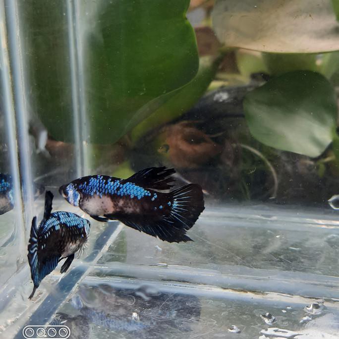 Ready Sepasang Cupang Plakat Black Series Line Avatar