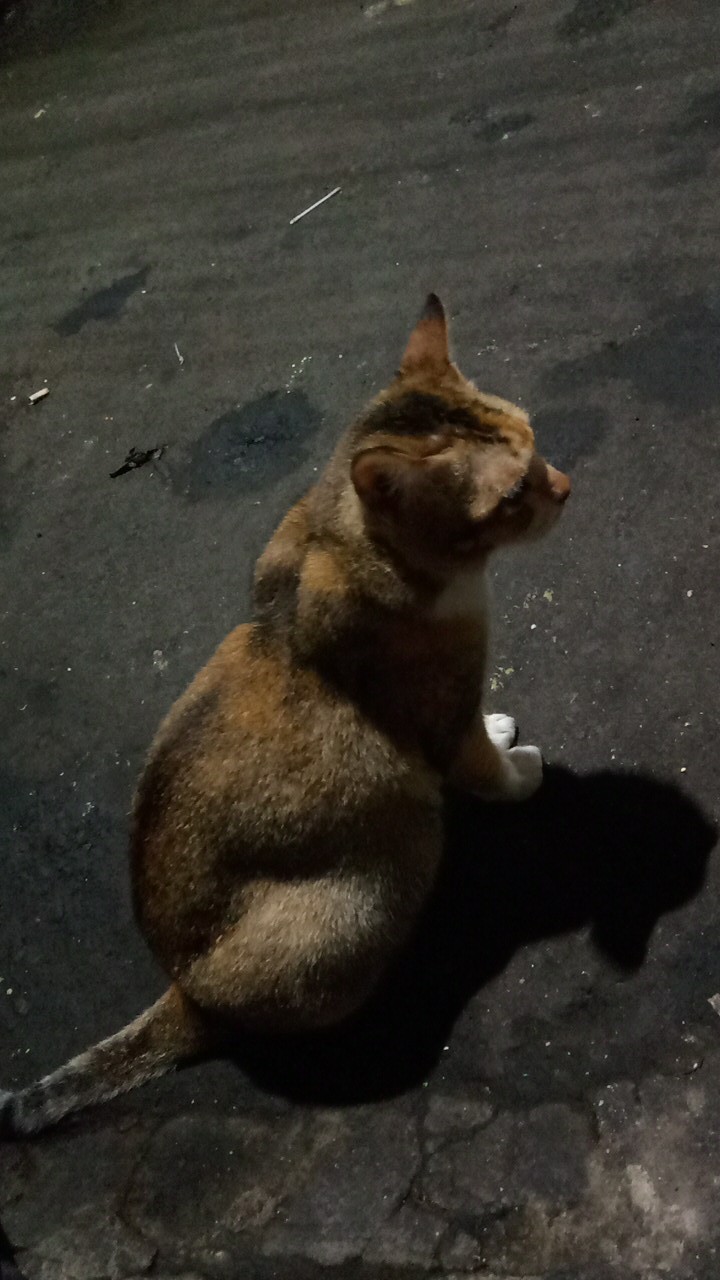 Oli Shell Helix Eco Sae 0w-20 Lcgc Isi 1 Liter