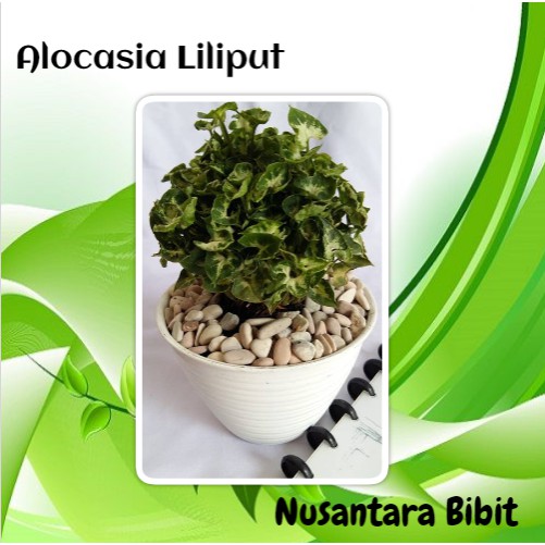 Bibit Bunga Alocasia Liliput