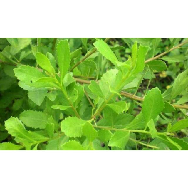 

DAUN BELUNTAS 500gram