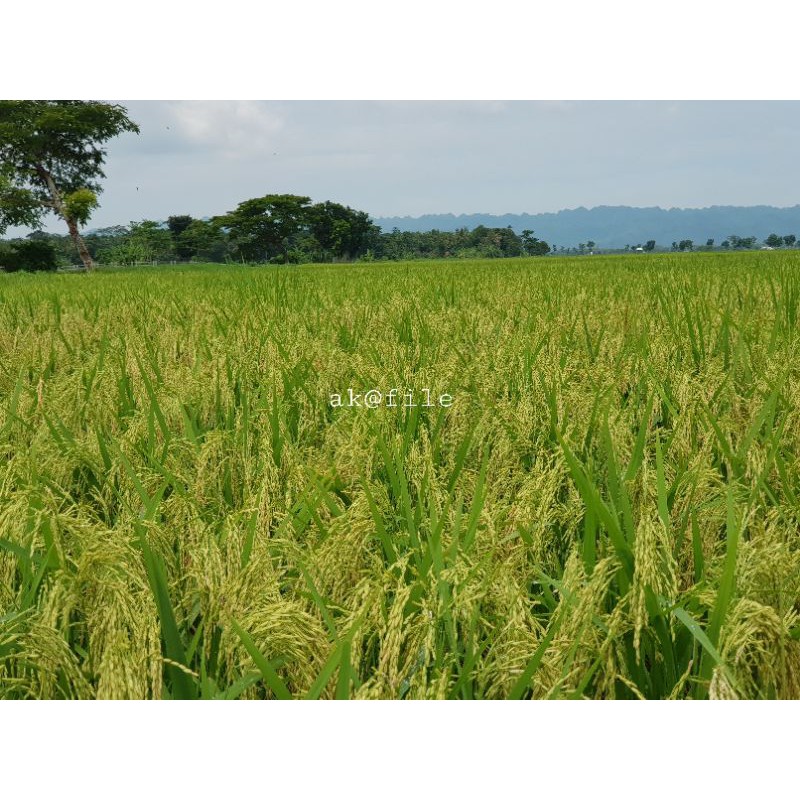 bibit padi unggul aceh sigupai ua 12 "sibulir besar" 1kg