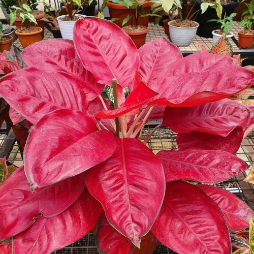 Aglonema Kochin Paramruai Merah Tanian Lokal / Tanaman Hias Aglonema