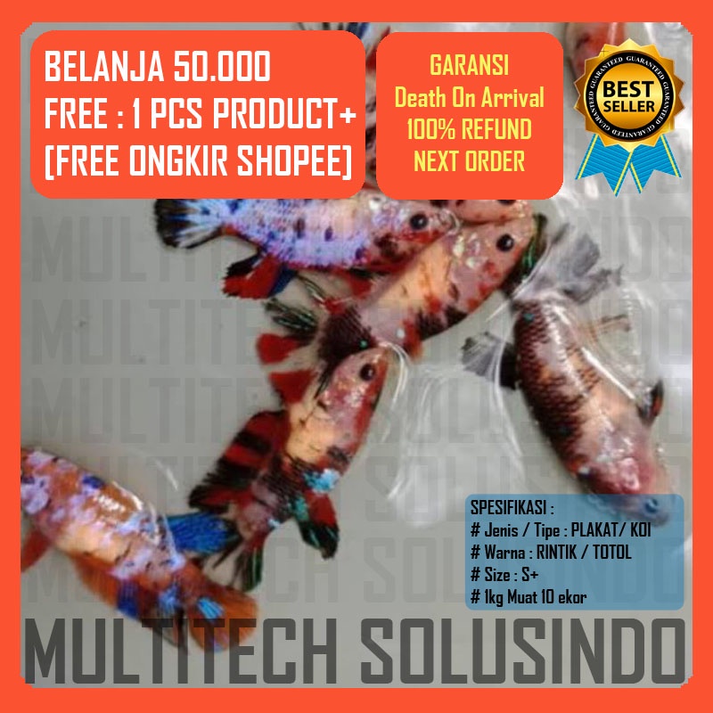 anakan burayak ikan cupang female betina koi galaxy nemo multicolour candy bahan proses mutasi