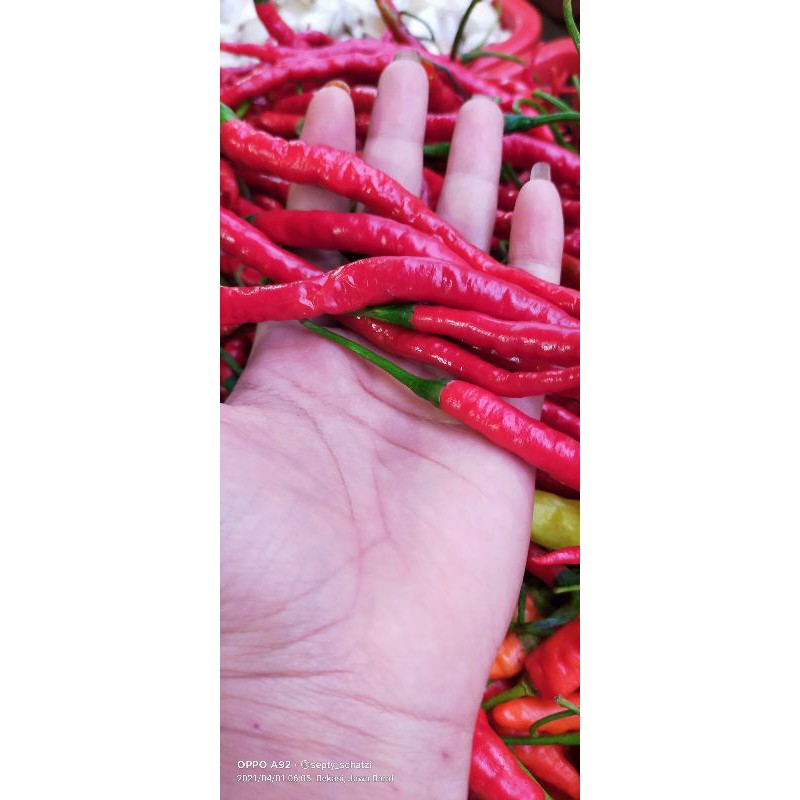 

cabe merah kriting 250gr