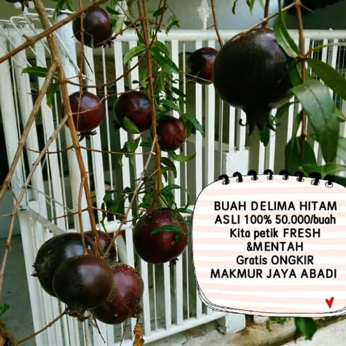 DELIMA HITAM / BUAH DELIMA HITAM LANGKA ratele992 Berkualitas