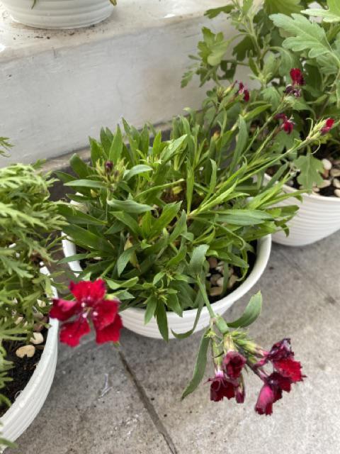 Tanaman Hias Anyelir Dianthus Merah