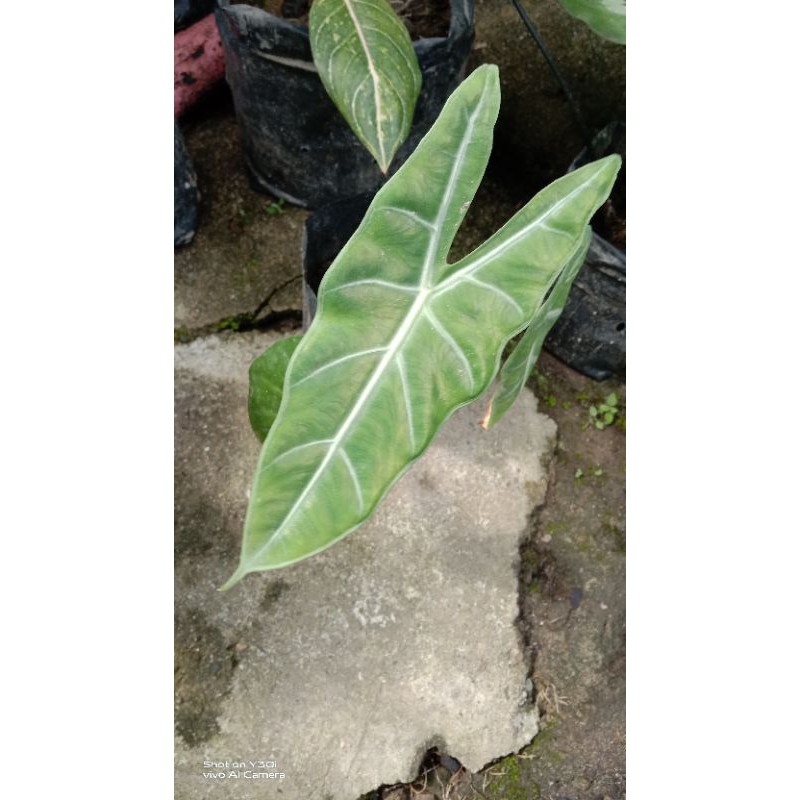 alocasia longiloba