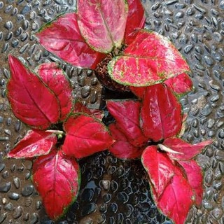 Tanaman Hias Aglonema  Red  Venus  Shopee Indonesia