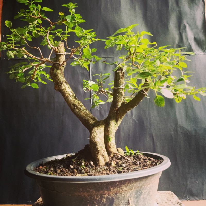 bonsai lantana