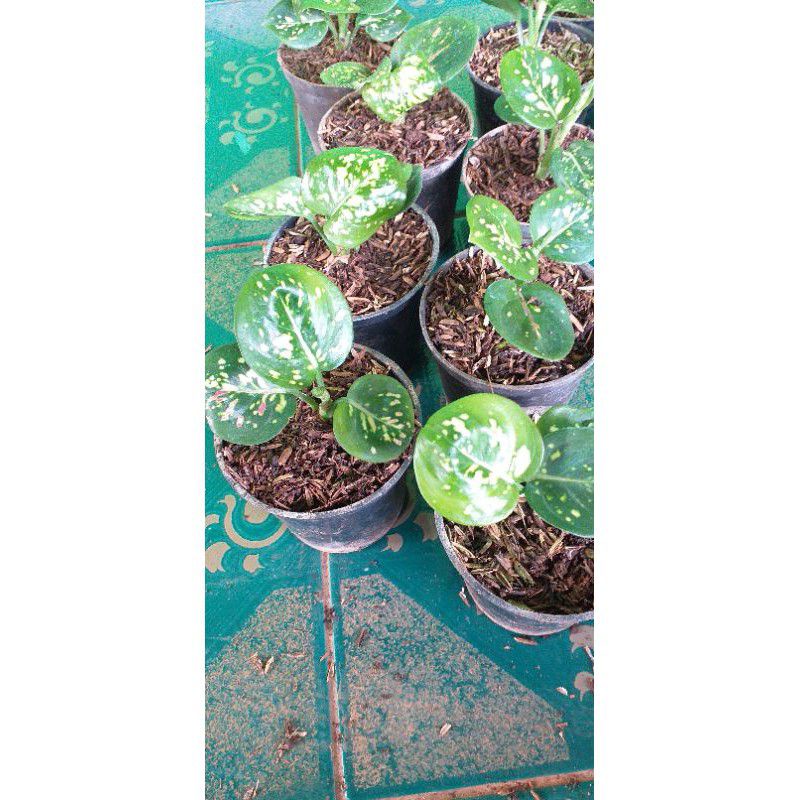 Bibit aglonema Tricolor ukuran size S baby