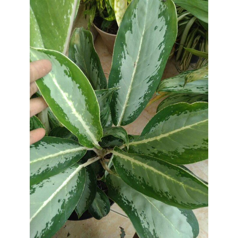 aglonema sri rejeki silver / blanceng susu