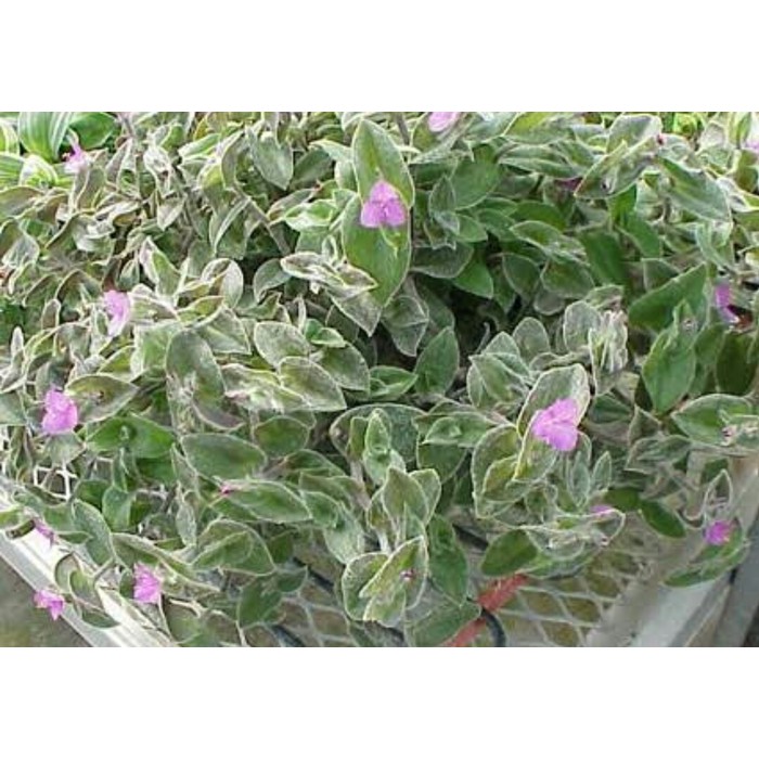 Tradescantia sillamontana