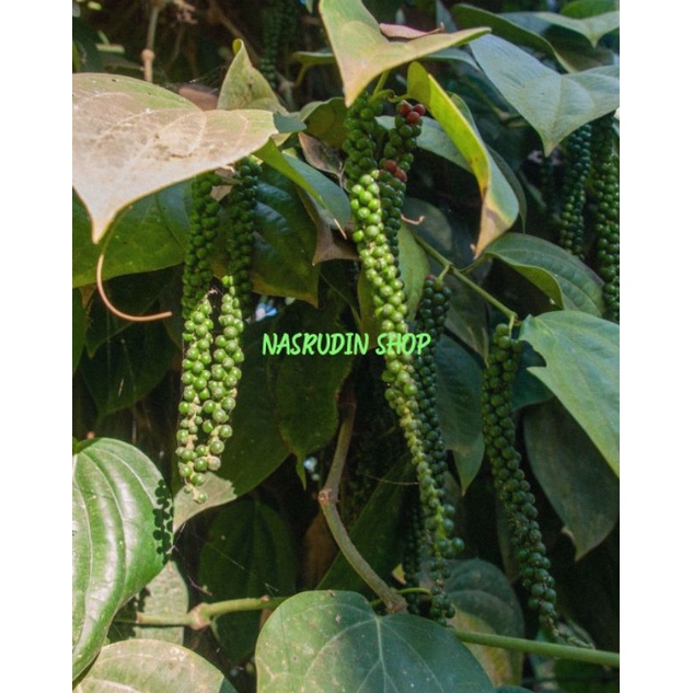 

[Fresh] BIBIT LADA / BIBIT STEK BATANG LAZDA RAMBAT / BIBIT MERICA / BIBIT BUAH MERICA / PIPER