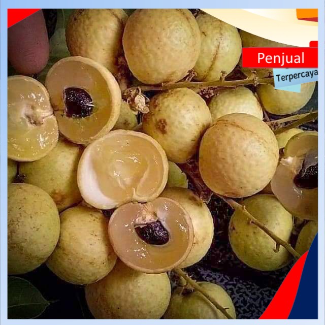 

/COD/ Bibit lengkeng matalada hawai nyaris tanpa biji super genjah Ktn