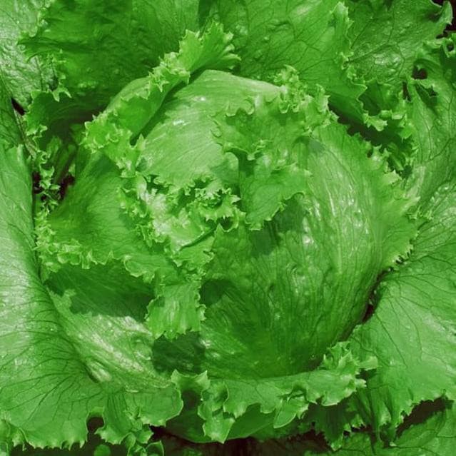 Benih Bibit Biji - Lettuce Green Krop Head Crisphead / Selada Bokor Hijau Seeds - Panen Dalam 75 Hari