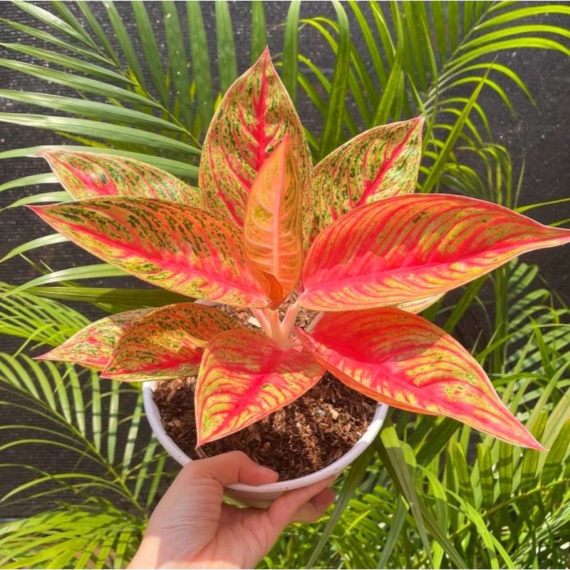 Aglaonema red legacy mutasi /Aglonema legacy / Aglonema legacy mutasi (Tanaman hias aglaonema legacy