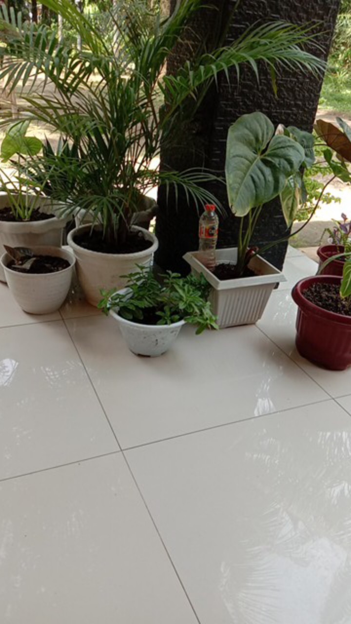 Batwing Keluarga Simbok Black Series