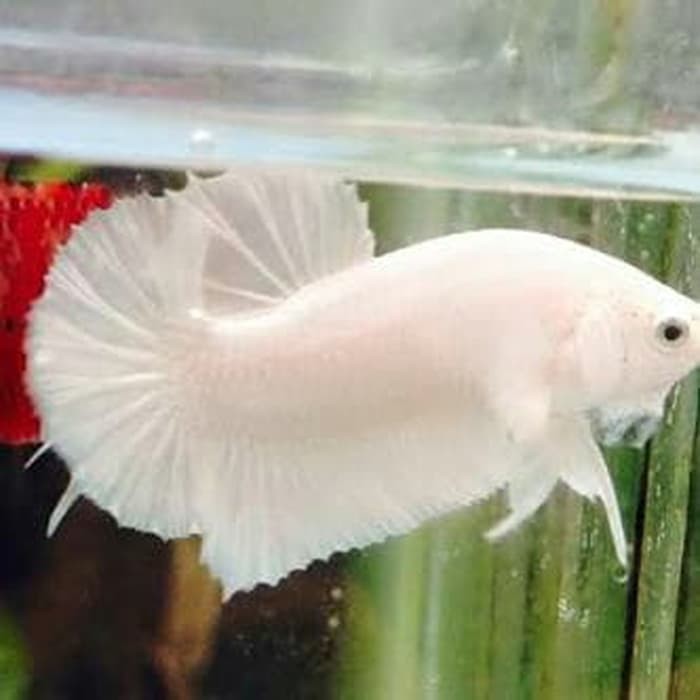 Promo Ikan Cupang White Solid Platinum Super White Double Tail Shopee Indonesia