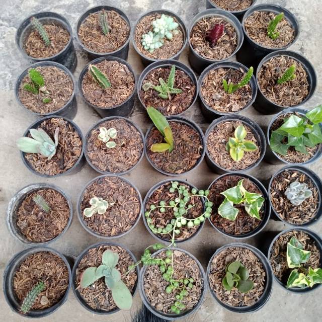 Kaktus Sukulen || Souvernir Unik RANDOM