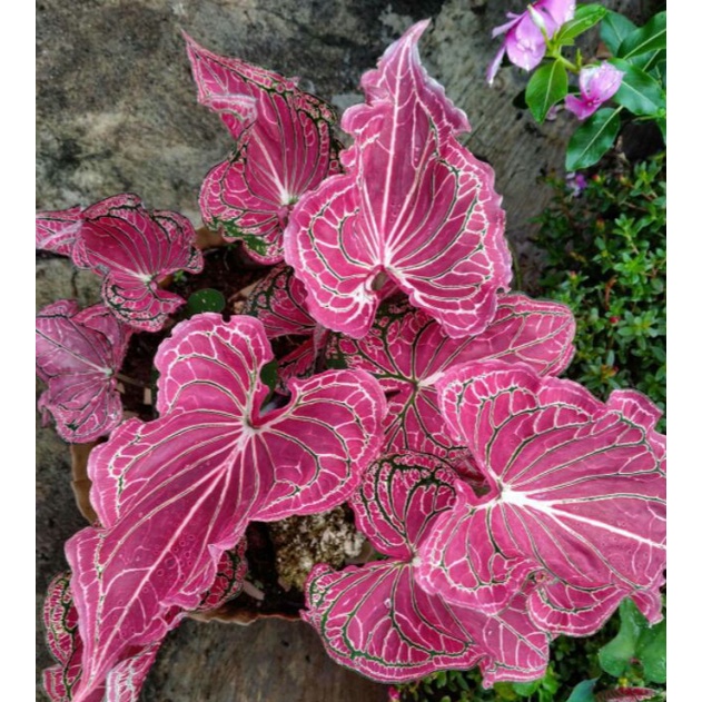 Bunga Tanaman Hias Keladi wayang - caladium wayang