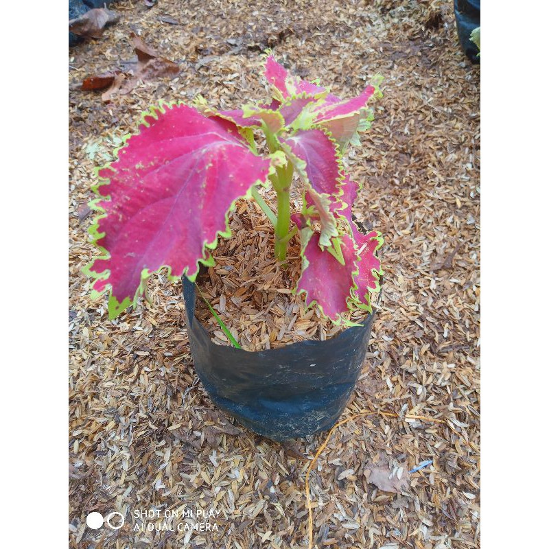 Miana Lidah Merah / Coleus Plectranthus Scutellarioides