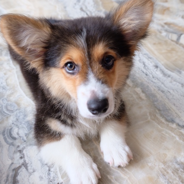 karinachandrapurnomo