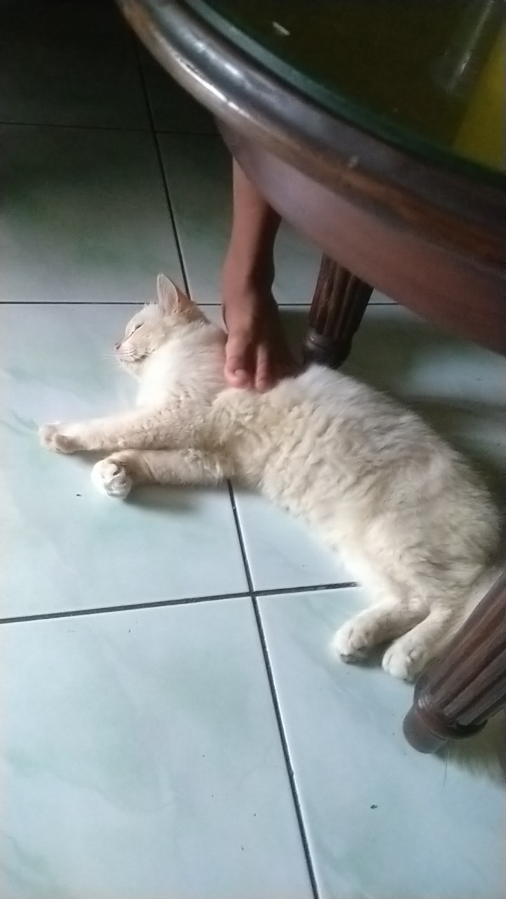 Tatakan Kompor Blue Gas - Nampan Kompor Blue Gaz - Tungku Kompor Korina Xentro - Iron Grid Korina