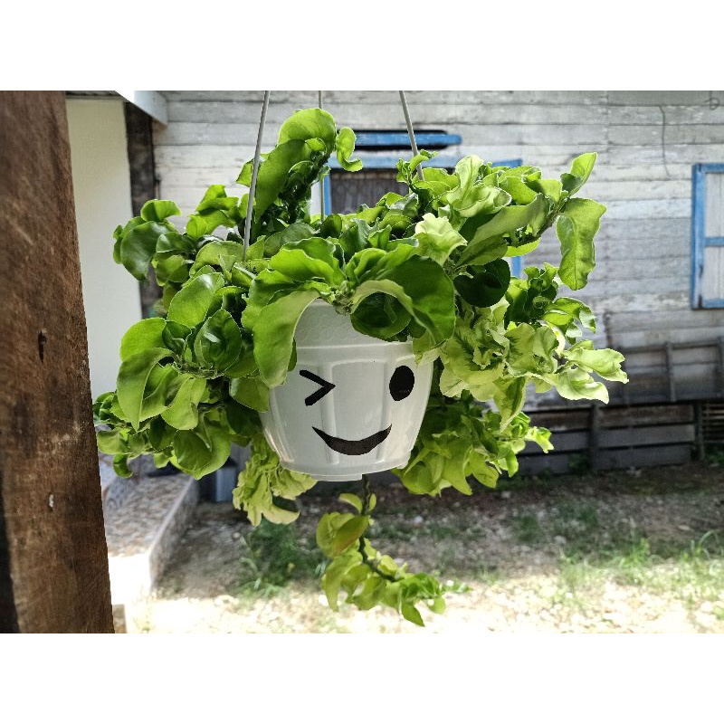 Tanaman hias gantung hoya curly / patah tulang / kribo