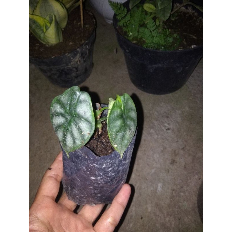 Alocasia Dragon Silver Anakan Daun 1 3 Harga Sudah Termasuk Karantina Dengan Exp Pos Shopee Indonesia