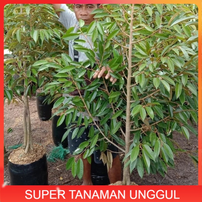 Promo Pohon durian bawor batang besar