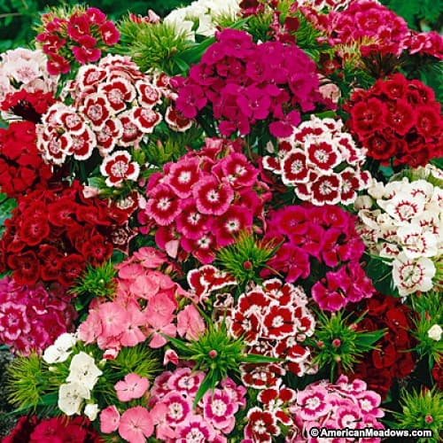 Haira Seed Bibit-Biji Bunga Sweet William Dianthus